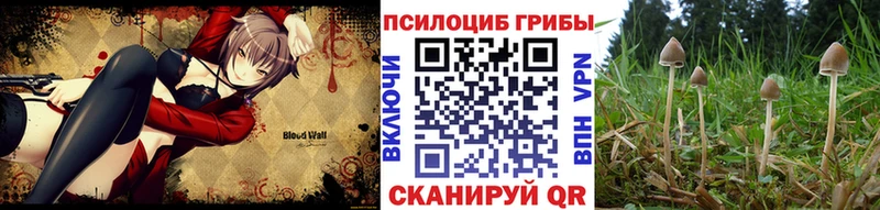 блэк спрут ССЫЛКА Севск Галлюциногенные грибы Psilocybe